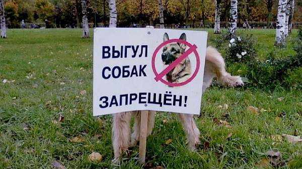 Какие породы собак нельзя выгуливать без намордника в россии