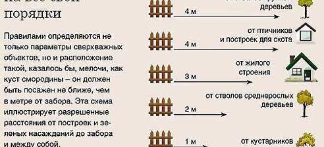 Расстояние от забора до деревьев соседа: сколько отступать по закону и нормам