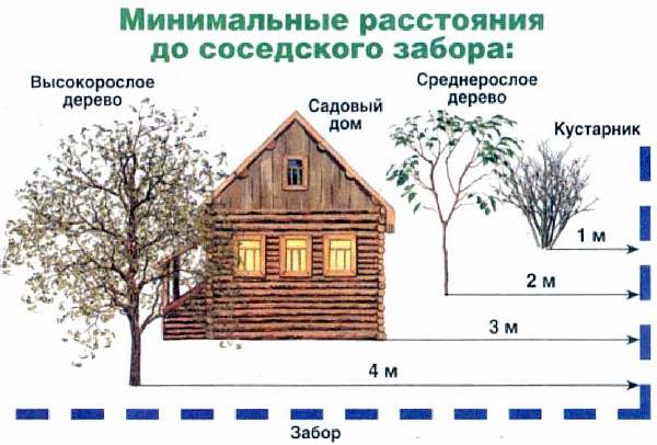 Схема посадки деревьев